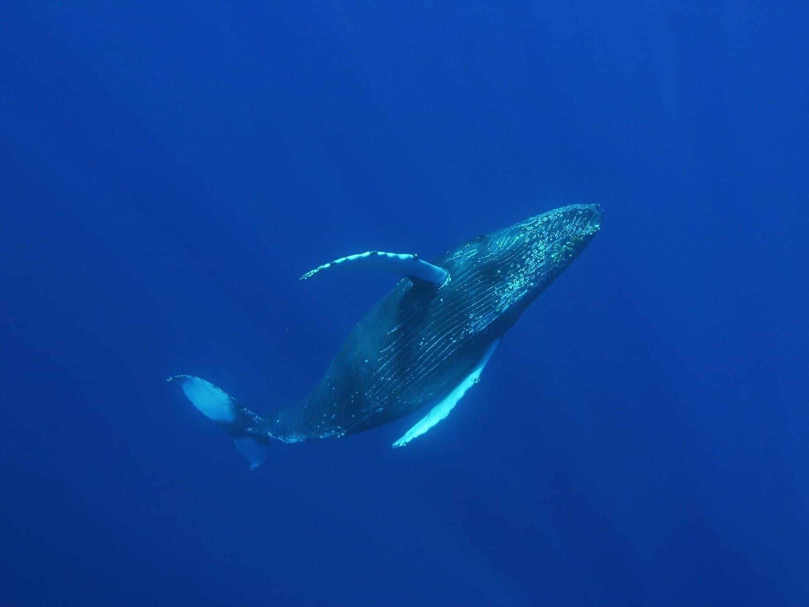 Humpback whale