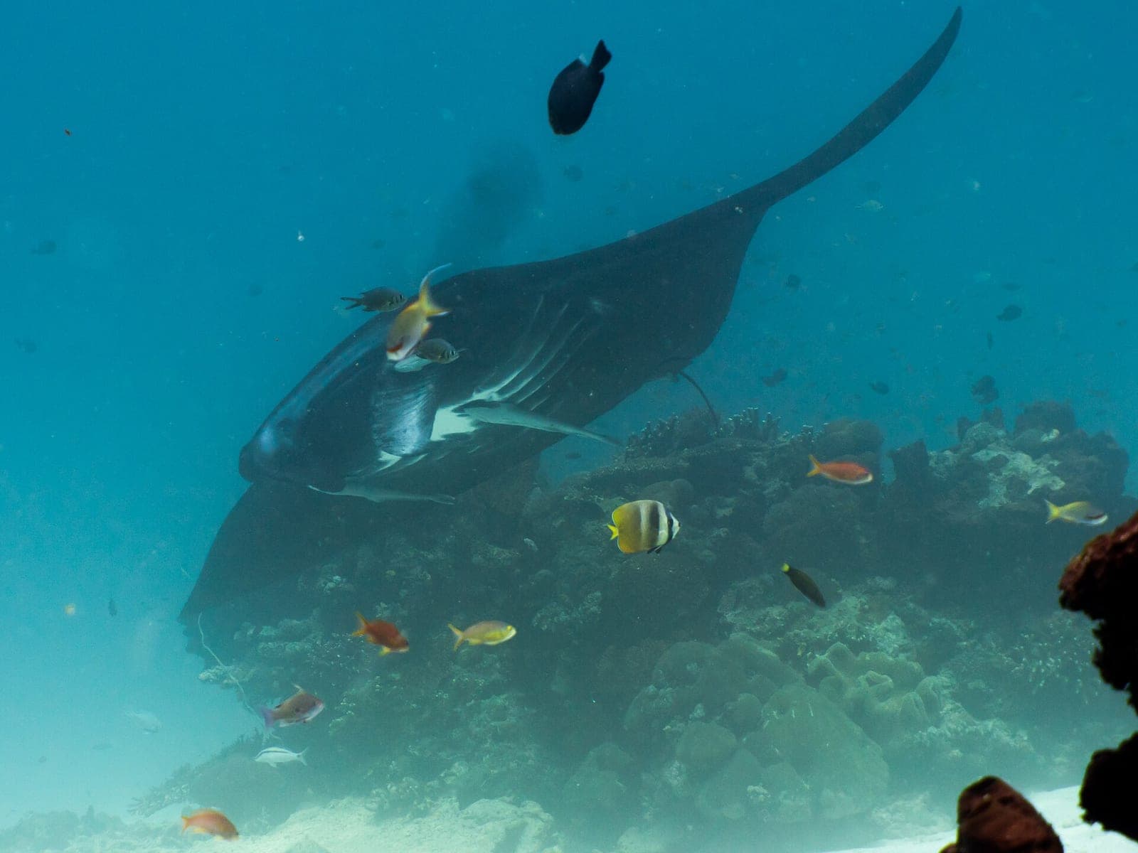 Manta ray
