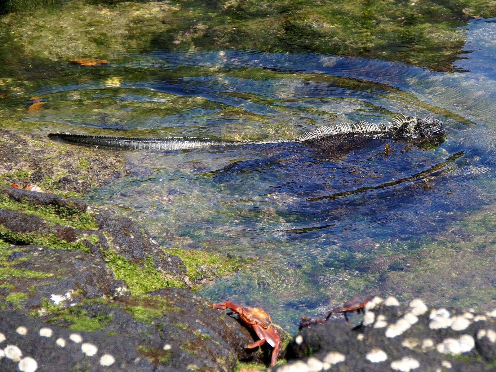 Marine iguana