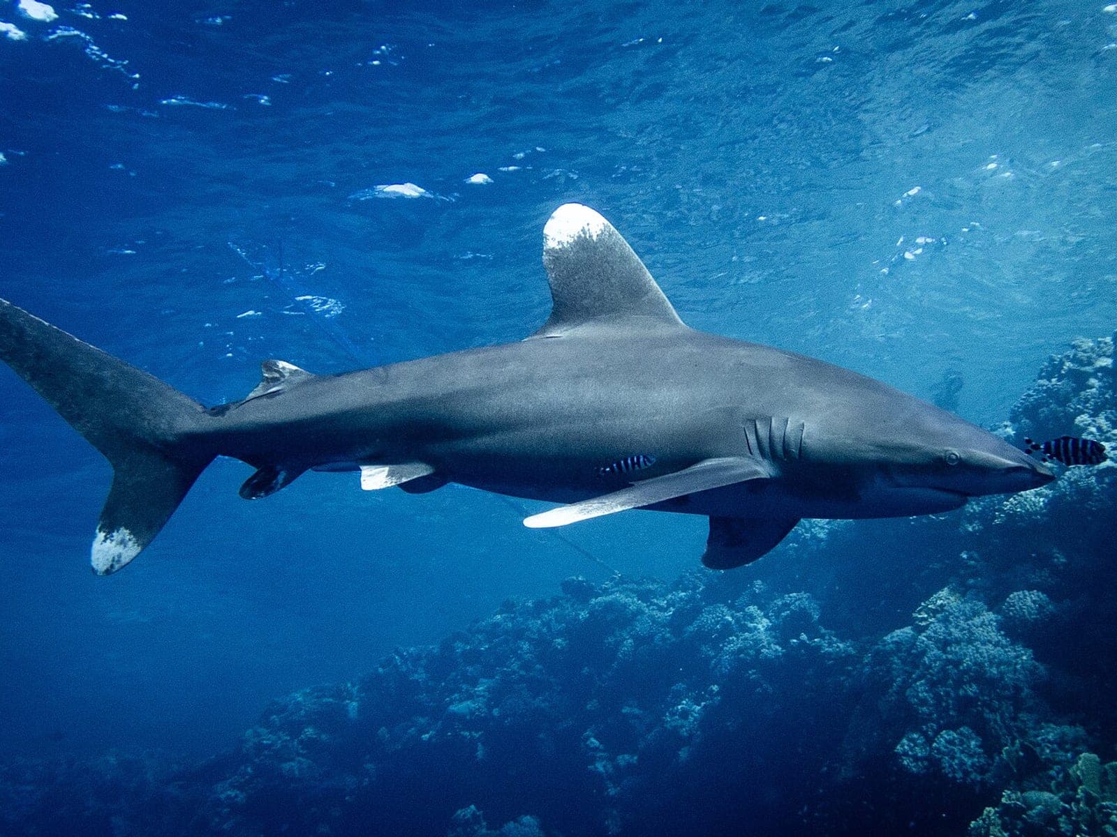Oceanic whitetip