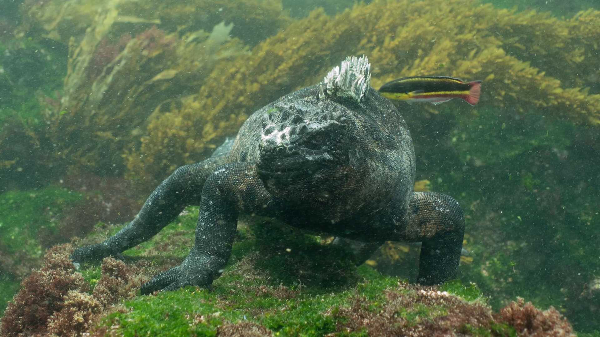 When to Dive the Galápagos: Month by Month