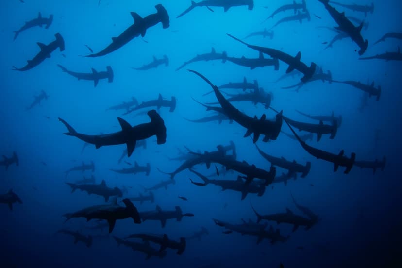 Cocos Island liveaboard diving