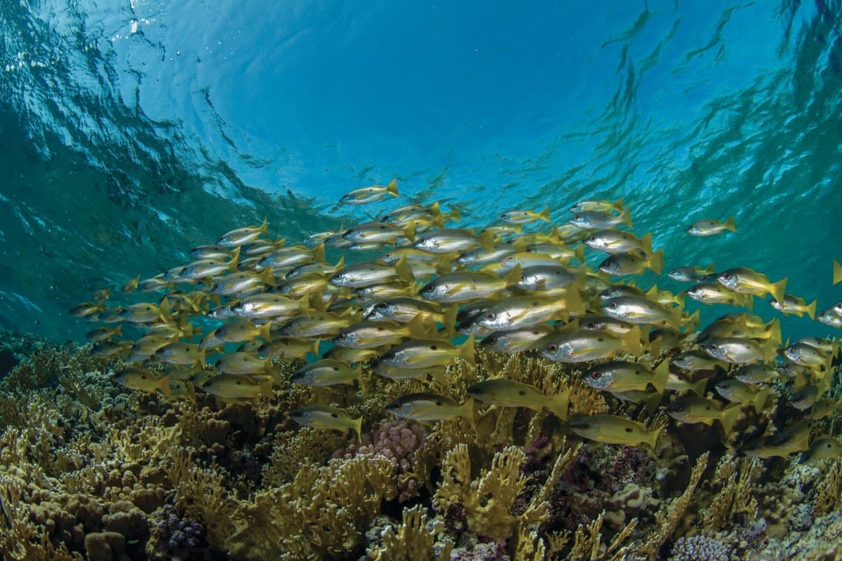 Which Red Sea Liveaboard Route Suits You: 20, 50 or 100+ Logged Dives