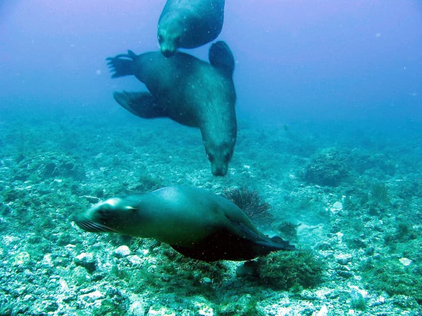 Mexico liveaboard diving