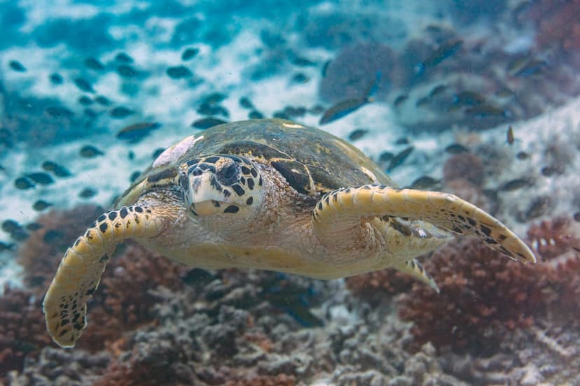 Oman liveaboard diving