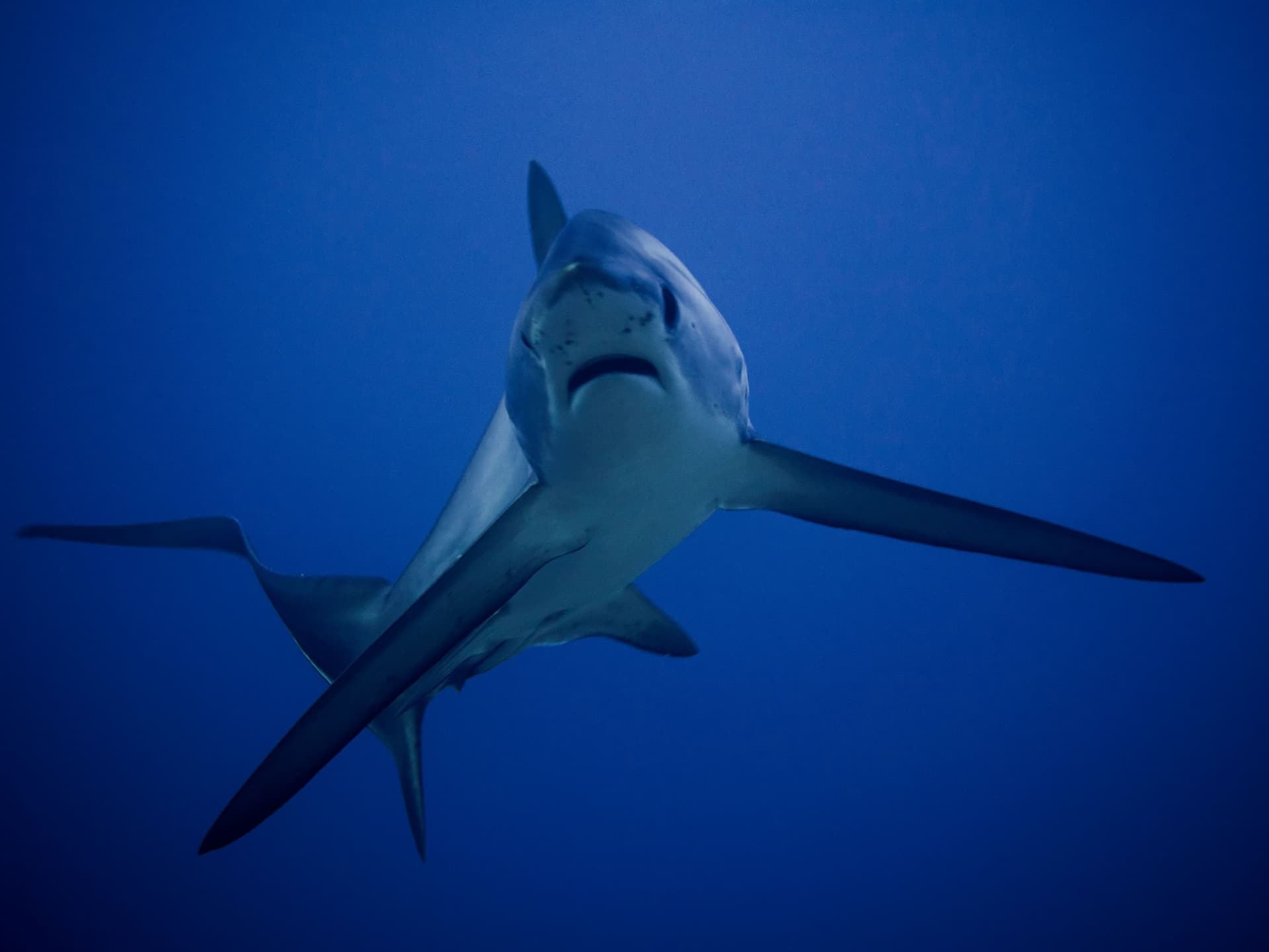 Thresher shark