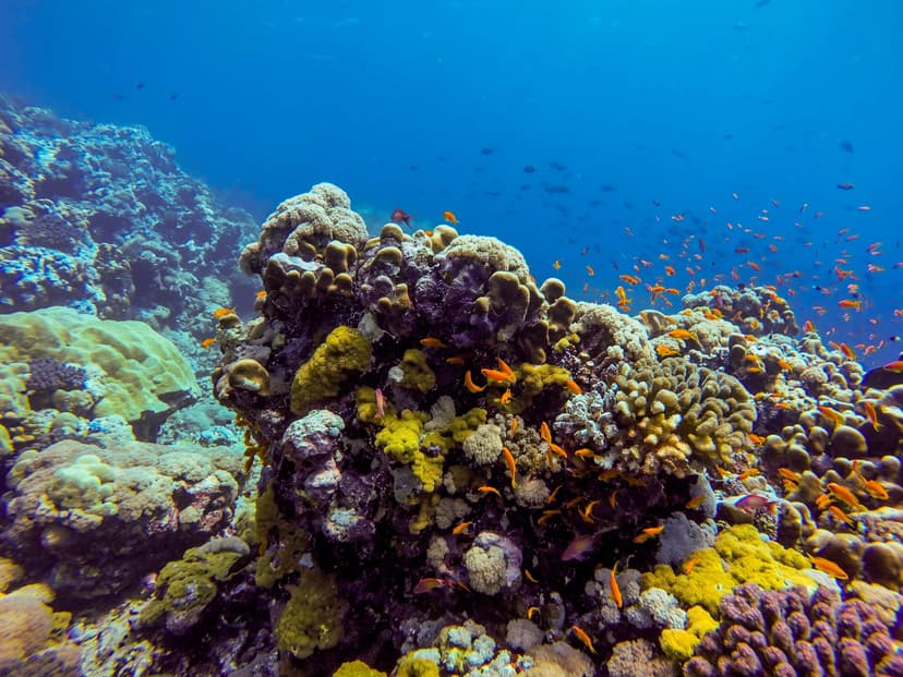 Saudi Arabia liveaboard diving