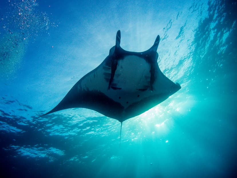 Socorro liveaboard diving