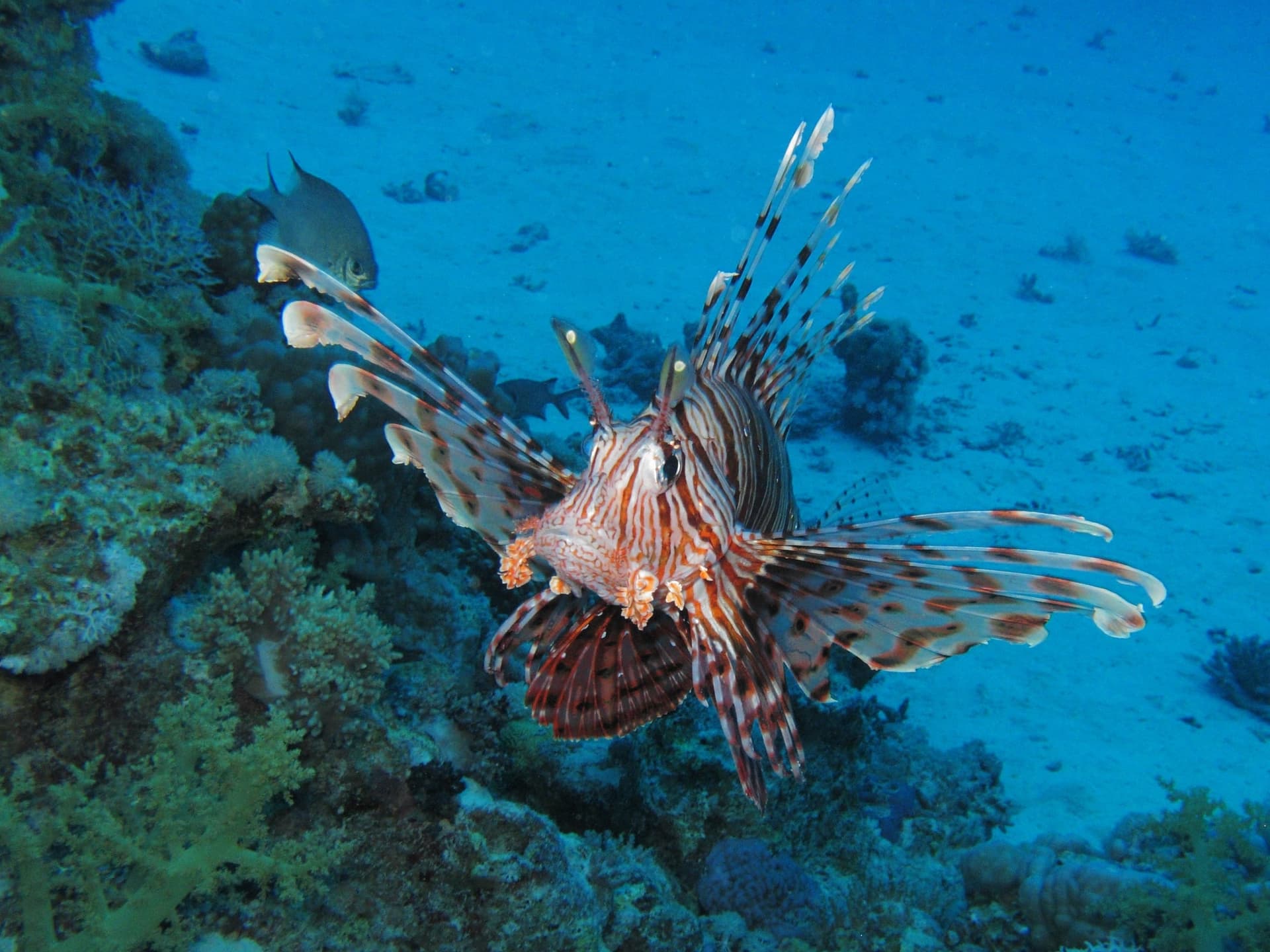 Sha'ab Sataya (Dolphin House), Red Sea