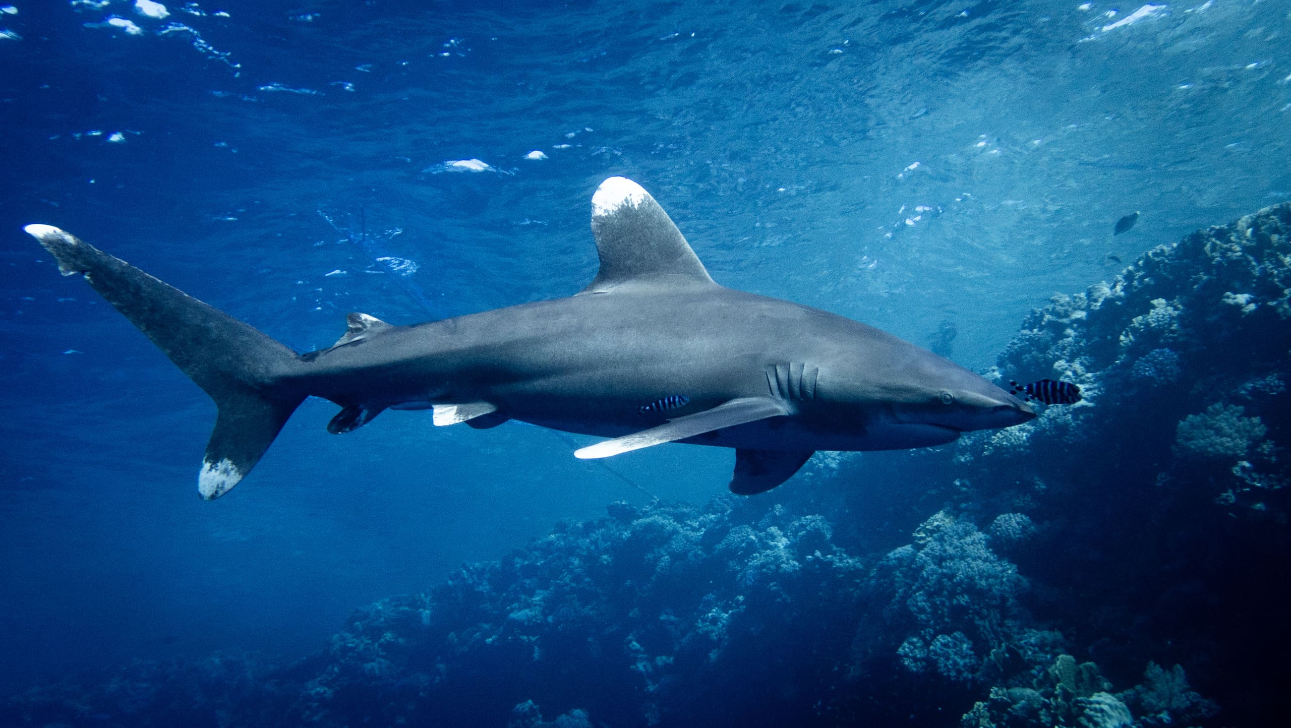 Red Sea oceanic whitetip season peaks at Elphinstone, Brothers and Daedalus